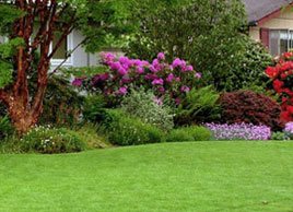 Фото рулонного газона для сада