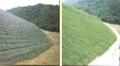 Натуральный газон для дачи: почему рулонный зеленый ковер выгодней посевного